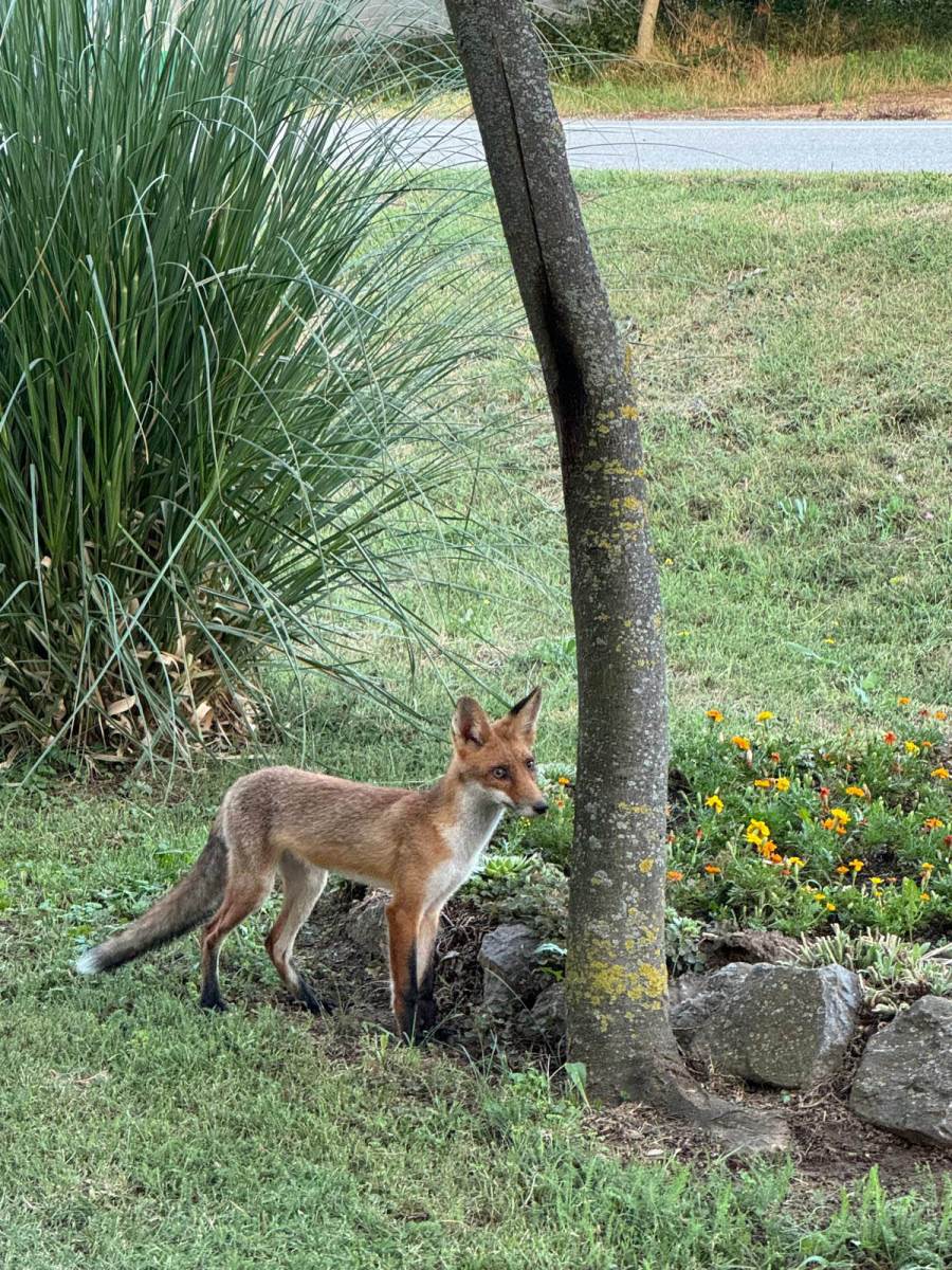 Lisica u selu kod Vršca (9).jpg