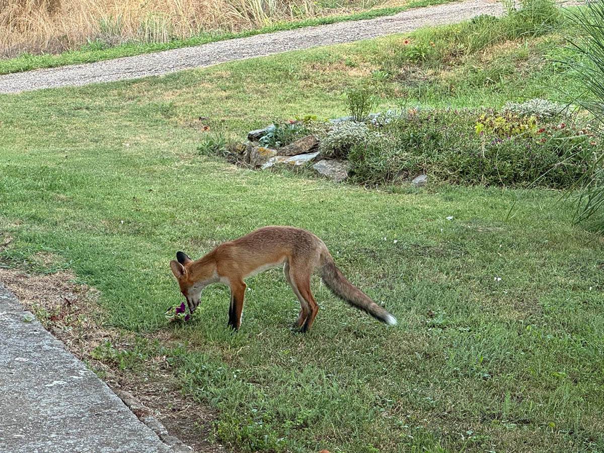 Lisica u selu kod Vršca (10).jpg
