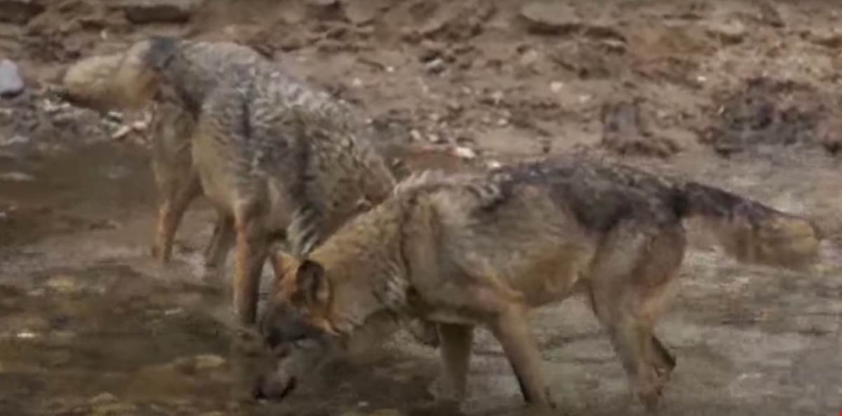 Kako danas živi čovek koji je odrastao sa vukovima?
