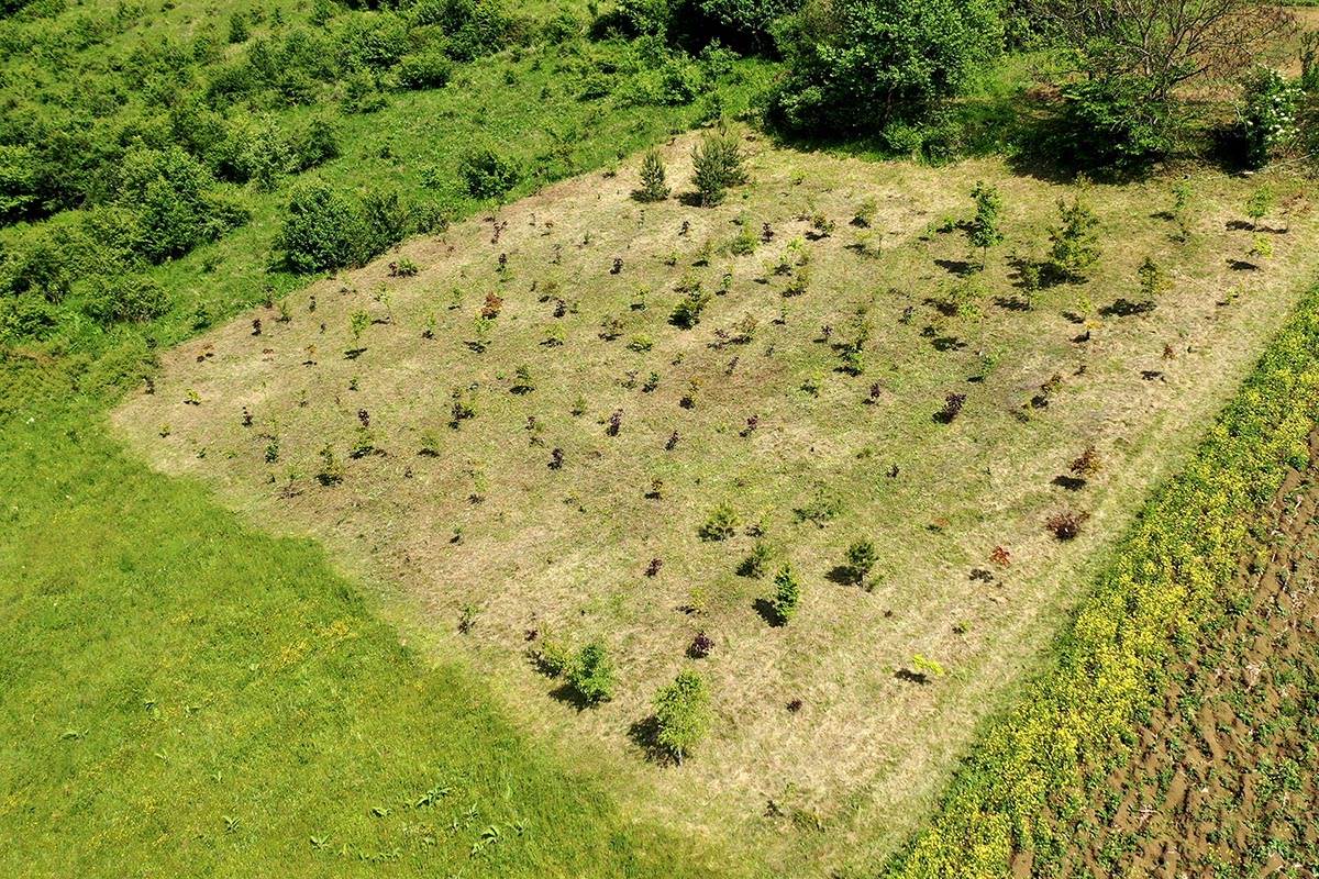 Šuma, Stefan Drljača (5).jpg