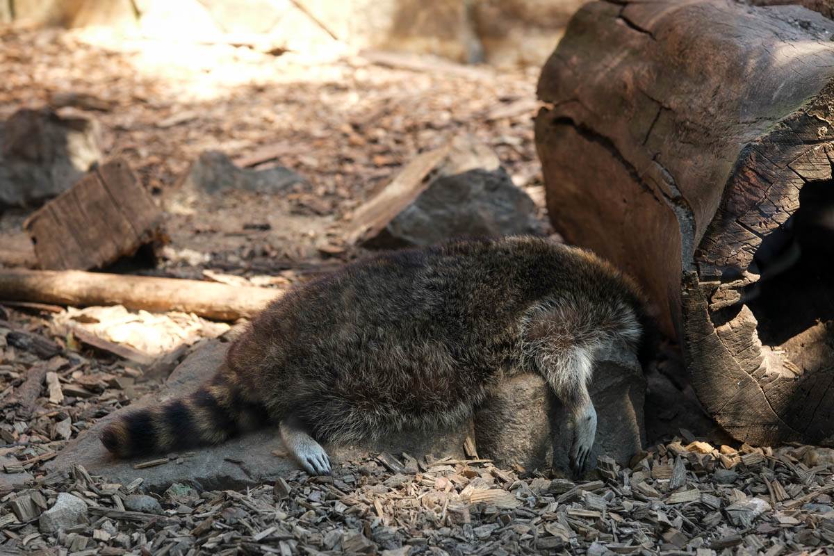 zoo_vrt_životinje_vrućina_stefan_stojanović_1 (5).jpg