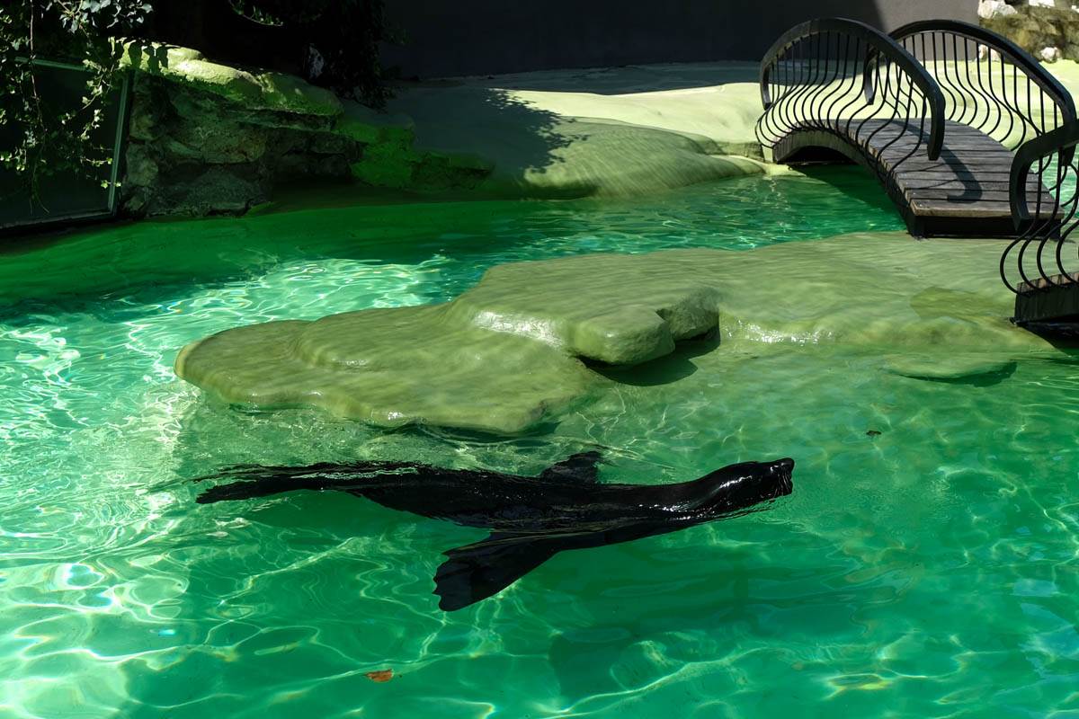 zoo_vrt_životinje_vrućina_stefan_stojanović_1 (10).jpg