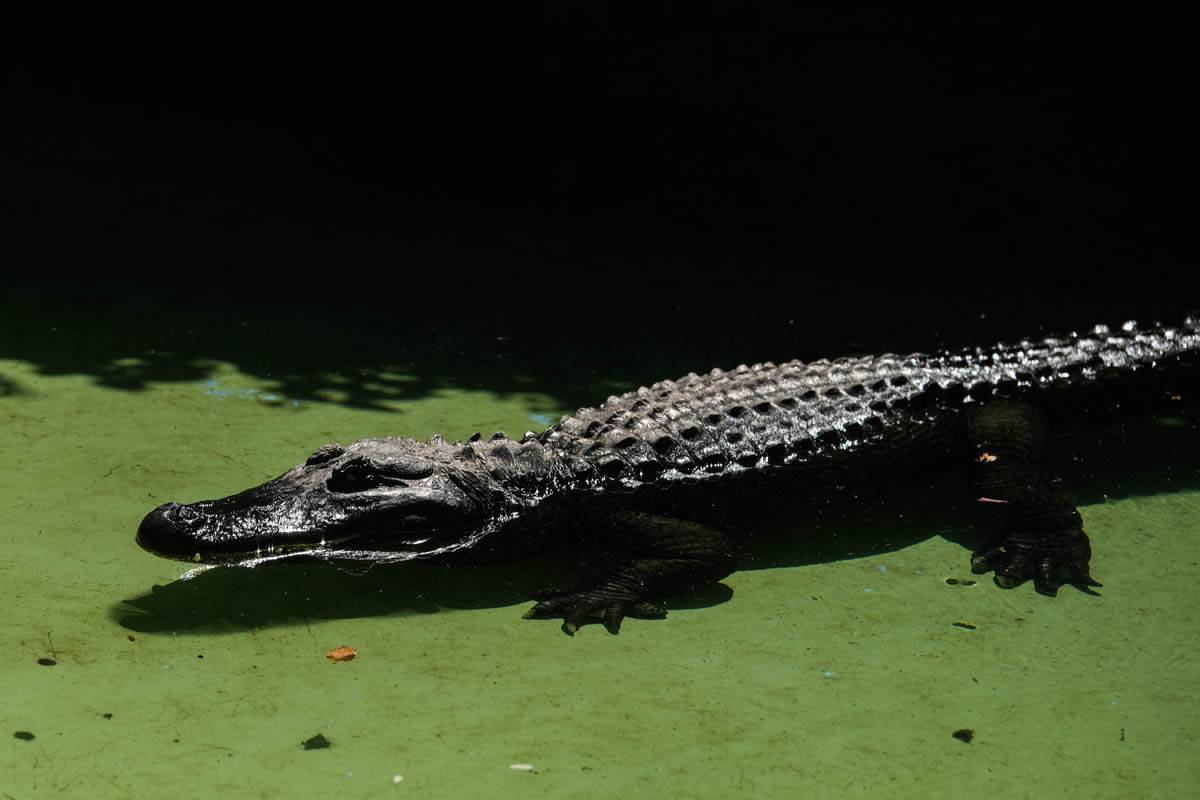 zoo_vrt_životinje_vrućina_stefan_stojanović_1 (13).jpg