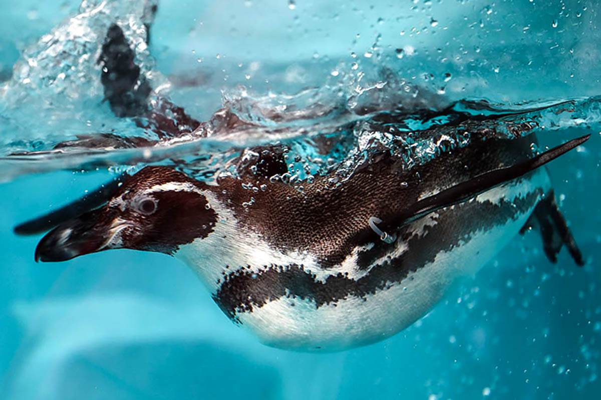 pingvini_zoo_vrt_stefan_stojanović-1 (1).jpg