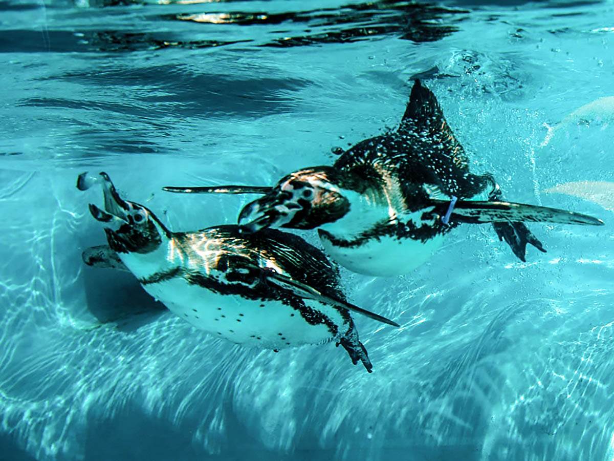 pingvini_zoo_vrt_stefan_stojanović-1 (2).jpg