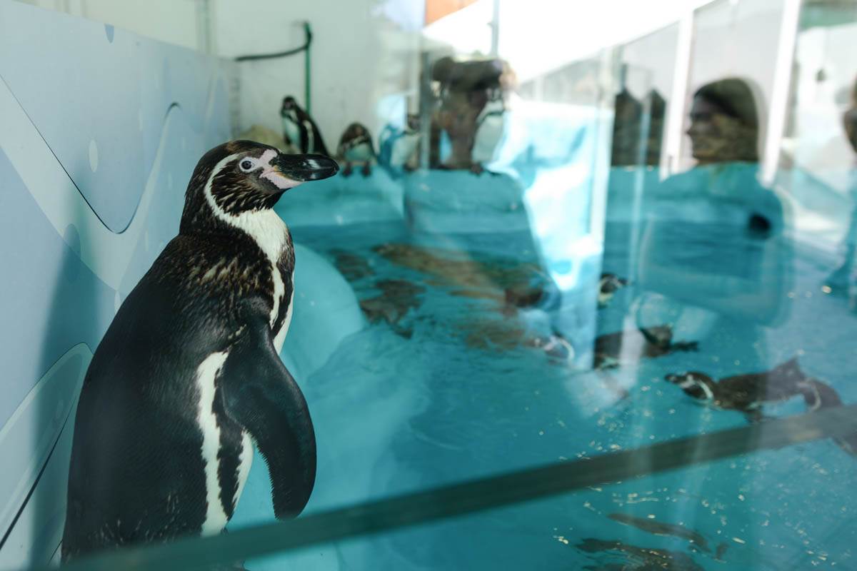 pingvini_zoo_vrt_stefan_stojanović-1 (4).jpg