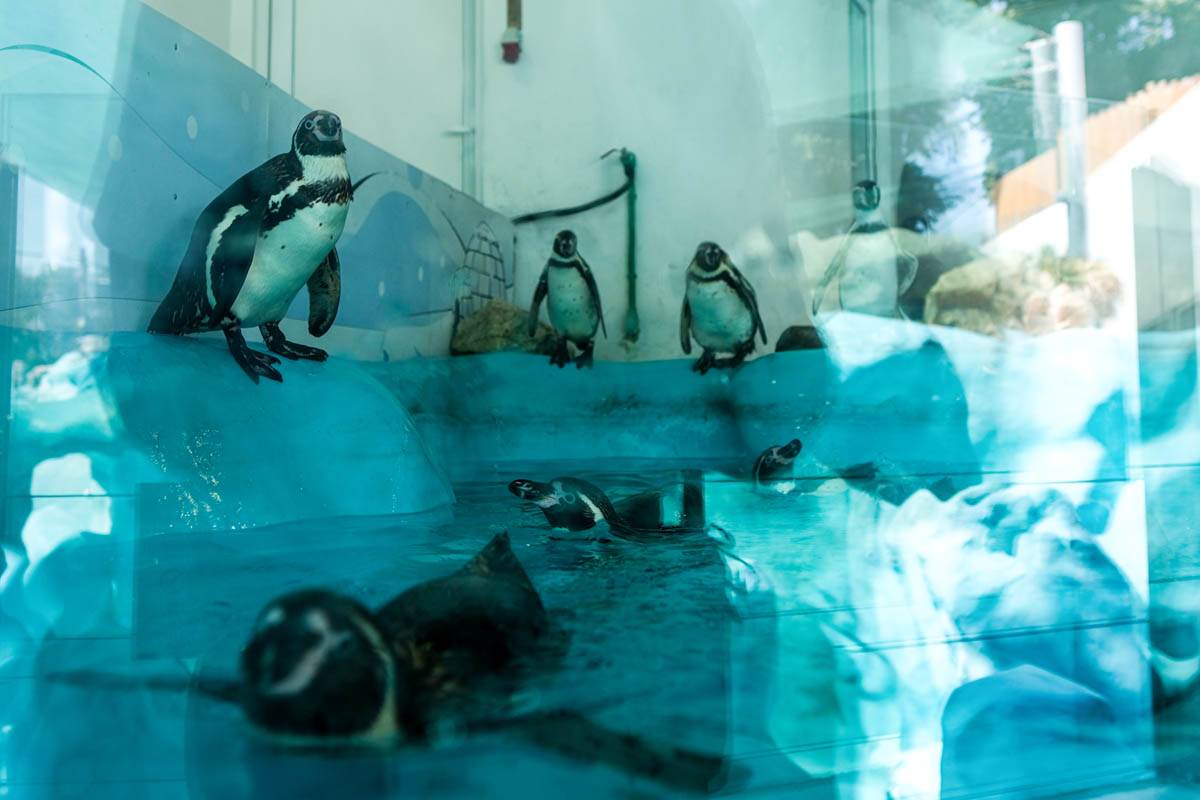 pingvini_zoo_vrt_stefan_stojanović-1 (5).jpg