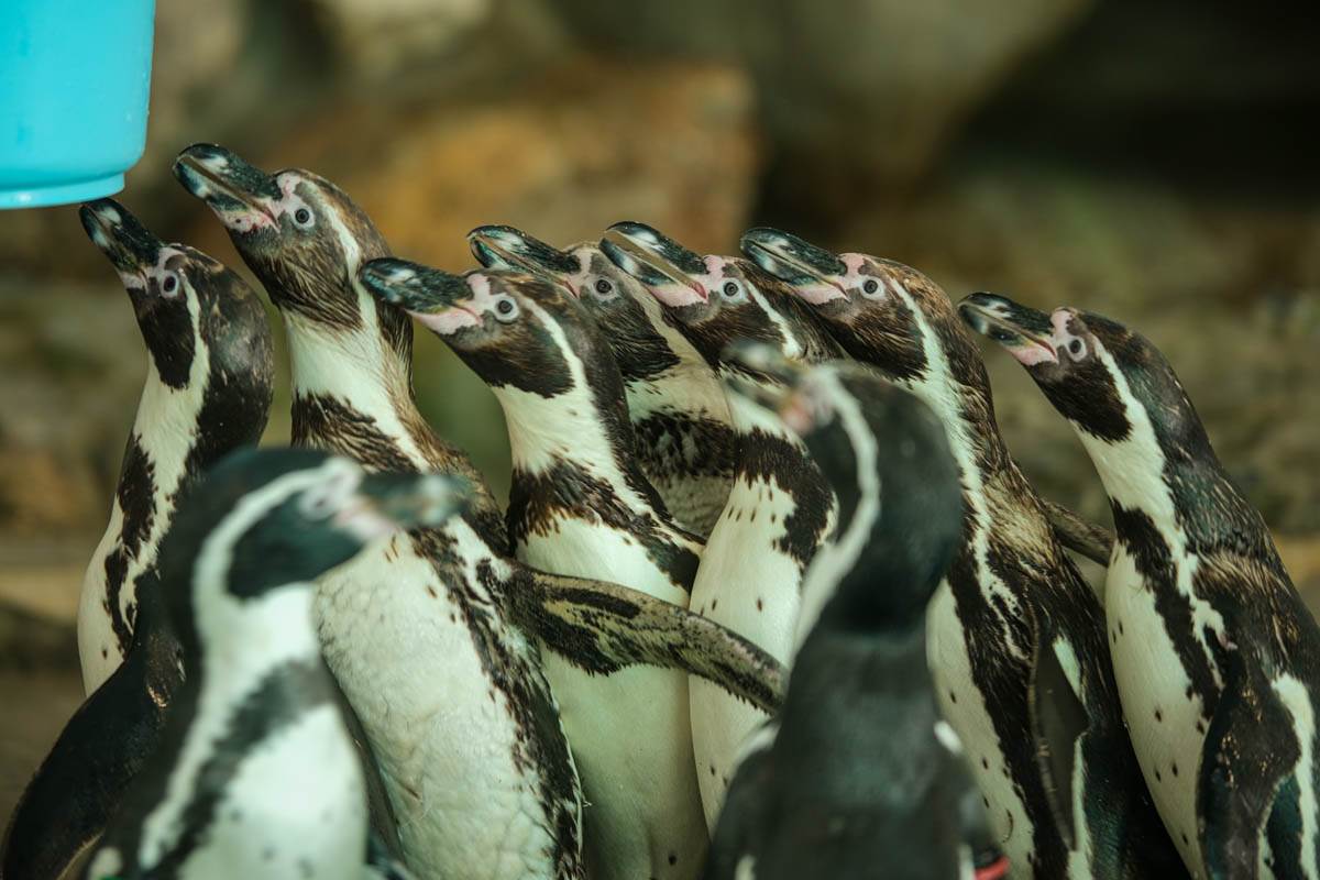 pingvini_zoo_vrt_stefan_stojanović-1 (6).jpg