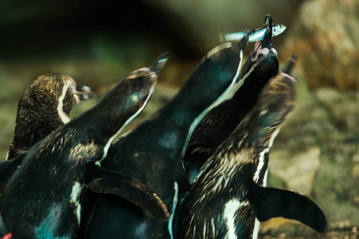 pingvini_zoo_vrt_stefan_stojanović-1 (7).jpg