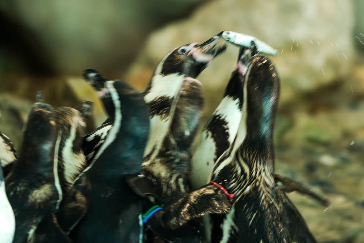 pingvini_zoo_vrt_stefan_stojanović-1 (8).jpg