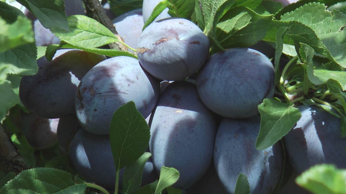 Milan sa Kablara gaji šljive (3).jpg