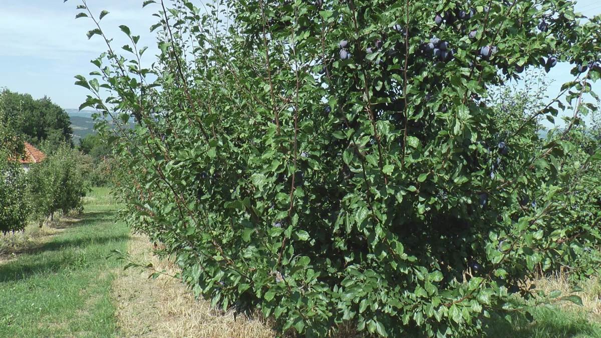 Milan sa Kablara gaji šljive (4).jpg