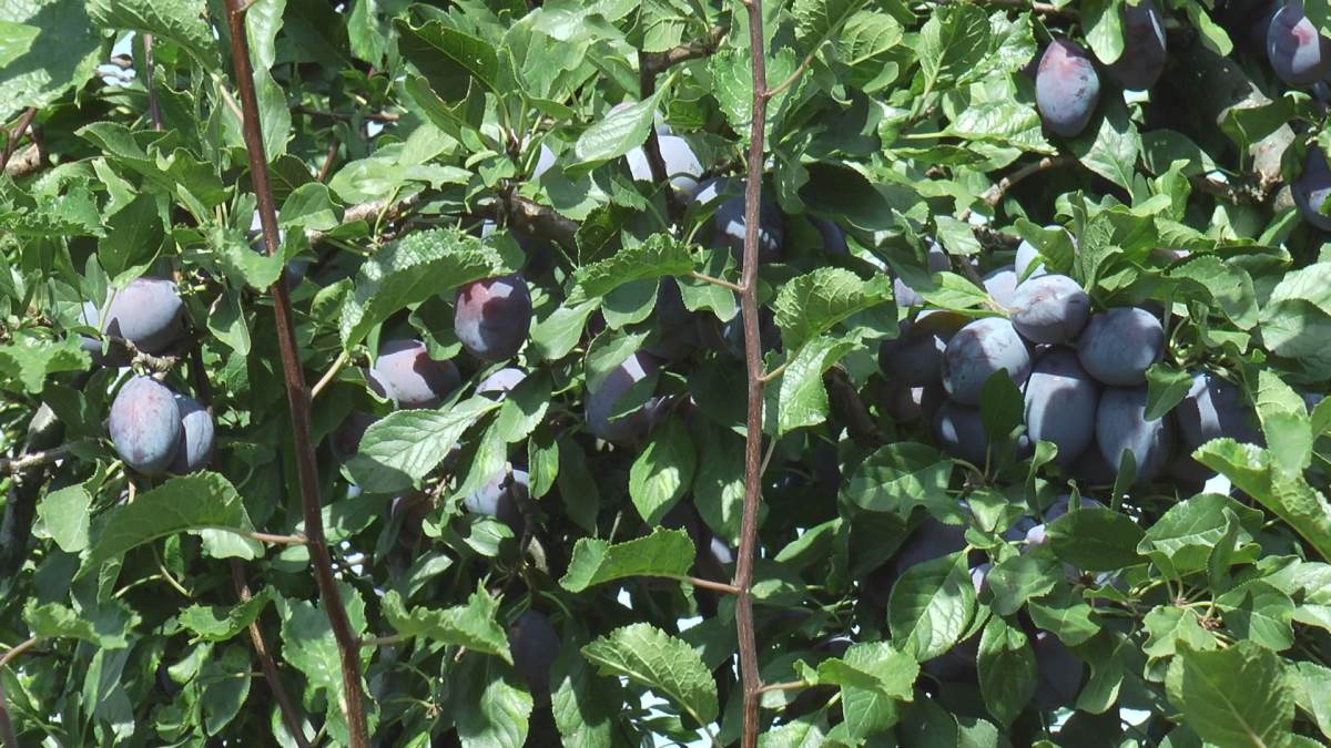 Milan sa Kablara gaji šljive (5).jpg