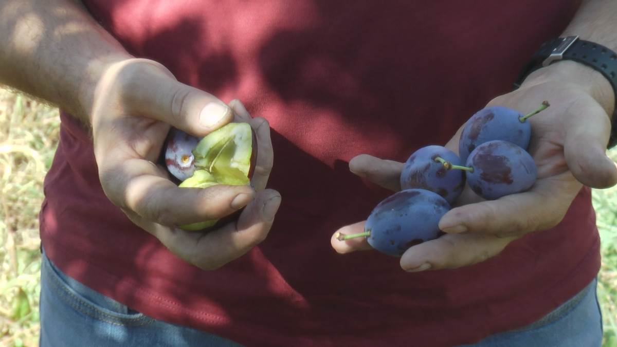 Milan sa Kablara gaji šljive (6).jpg