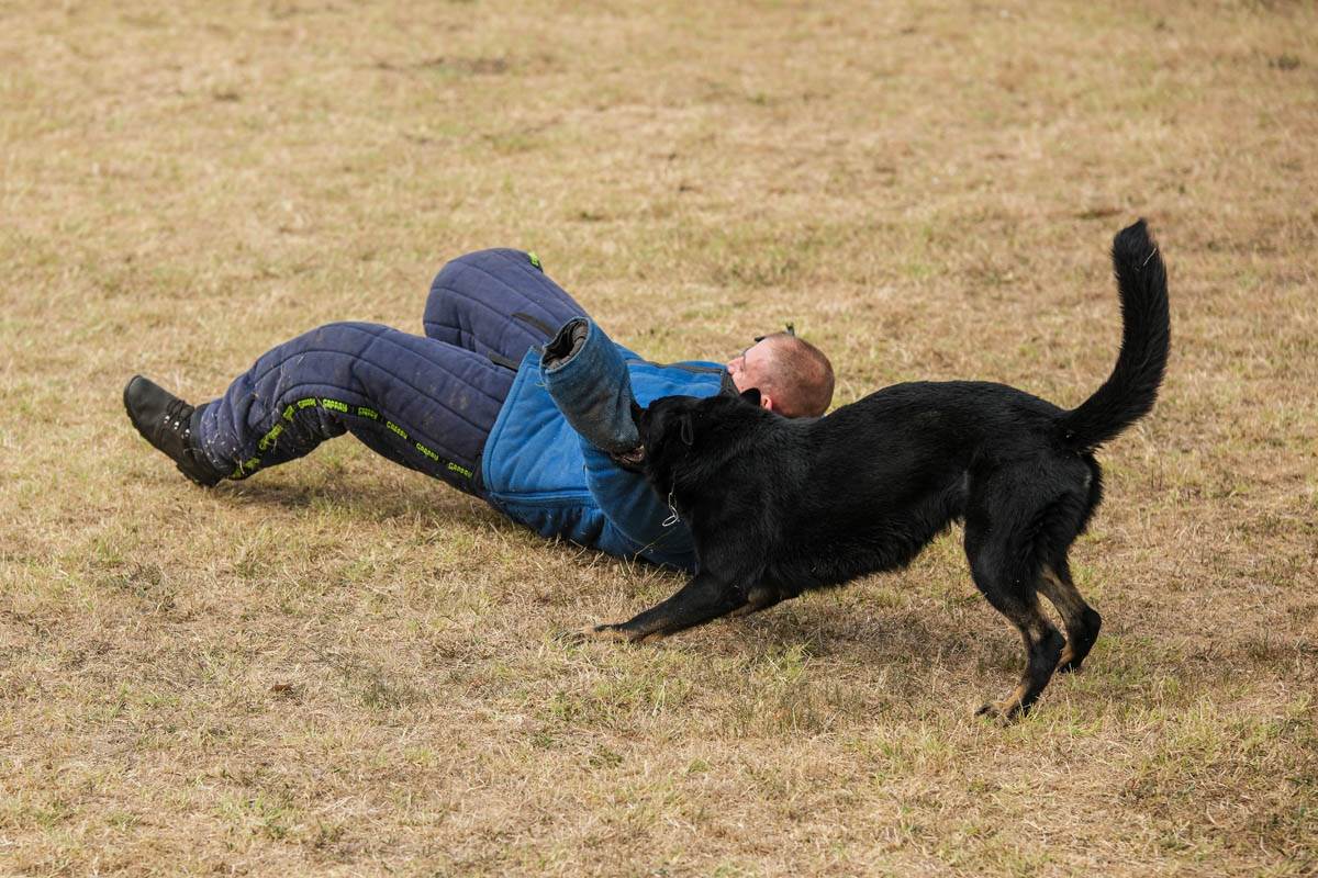 vojni_psi_vojska_srbije_stefan_stojanović-1 (10).jpg