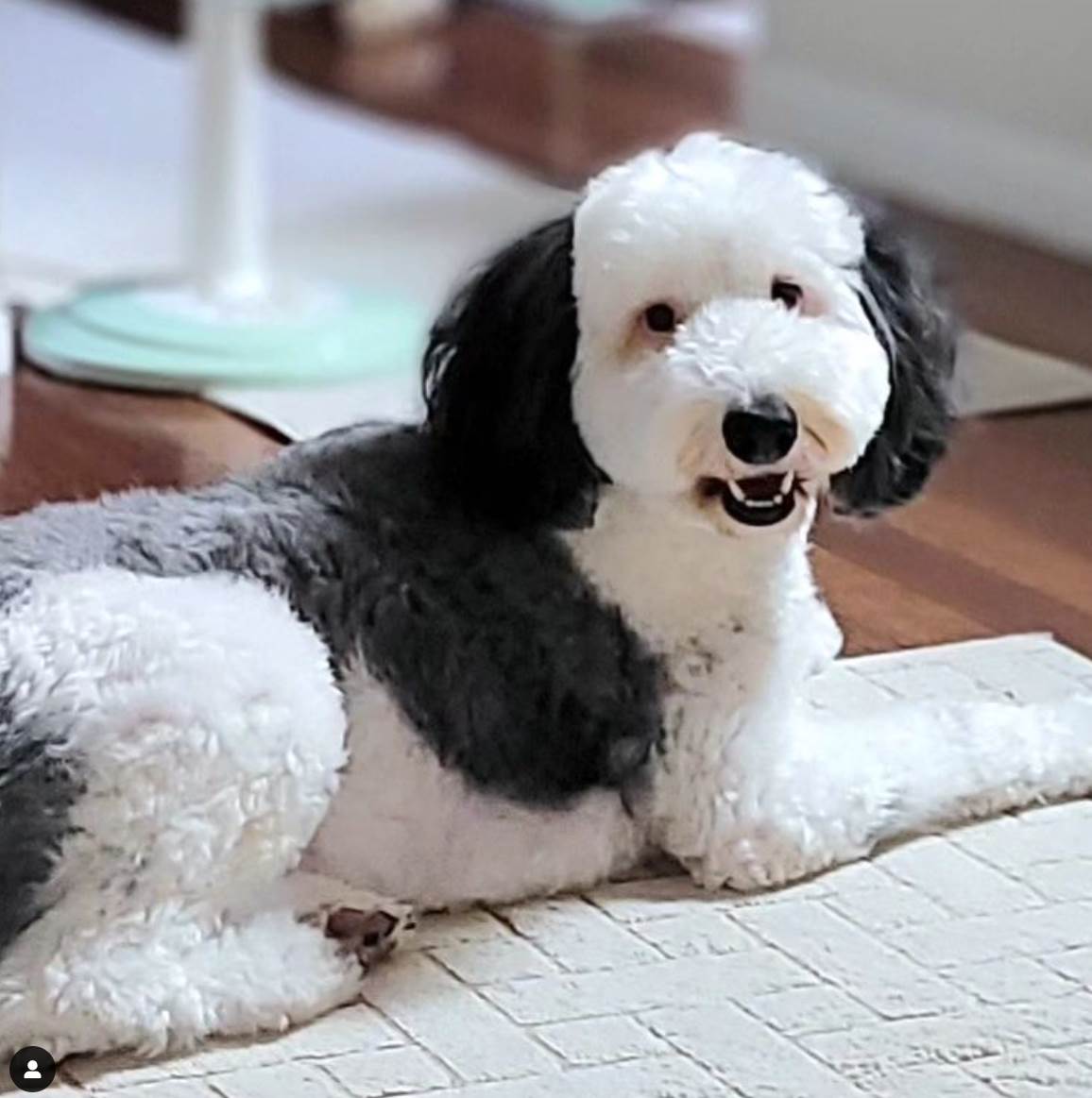 Pas koji neodoljivo liči na Snupija