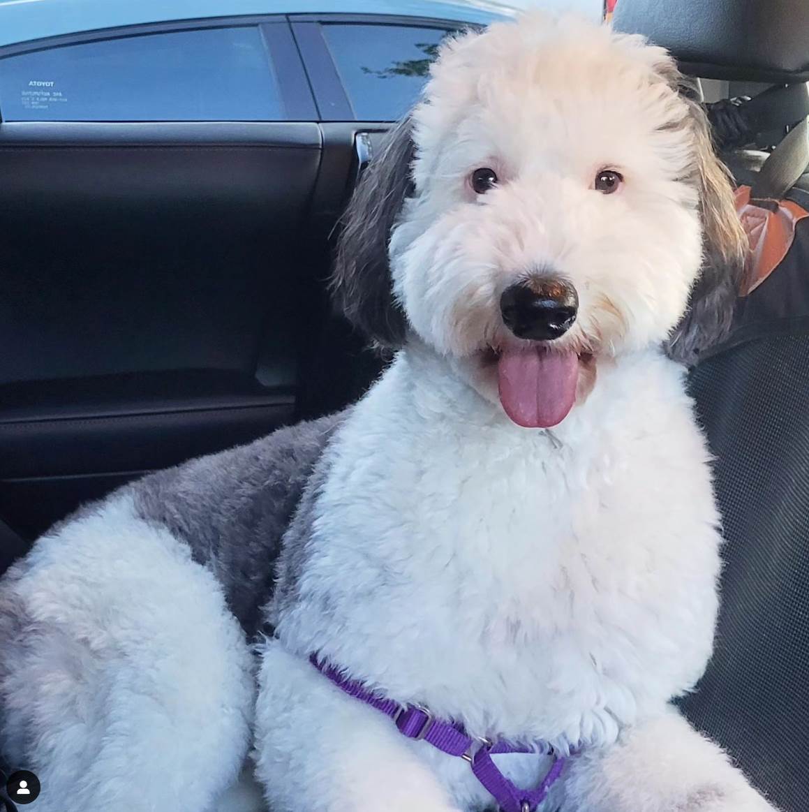 Pas koji neodoljivo liči na Snupija