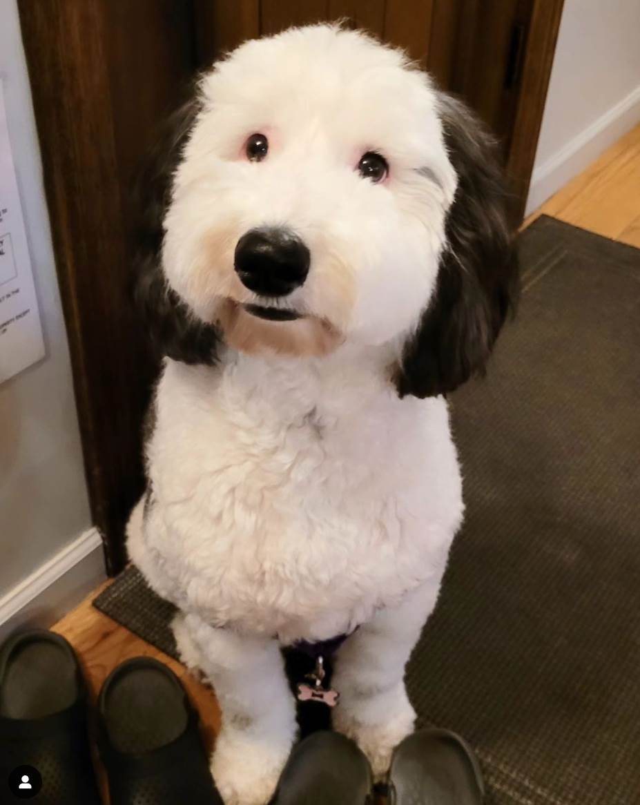 Pas koji neodoljivo liči na Snupija