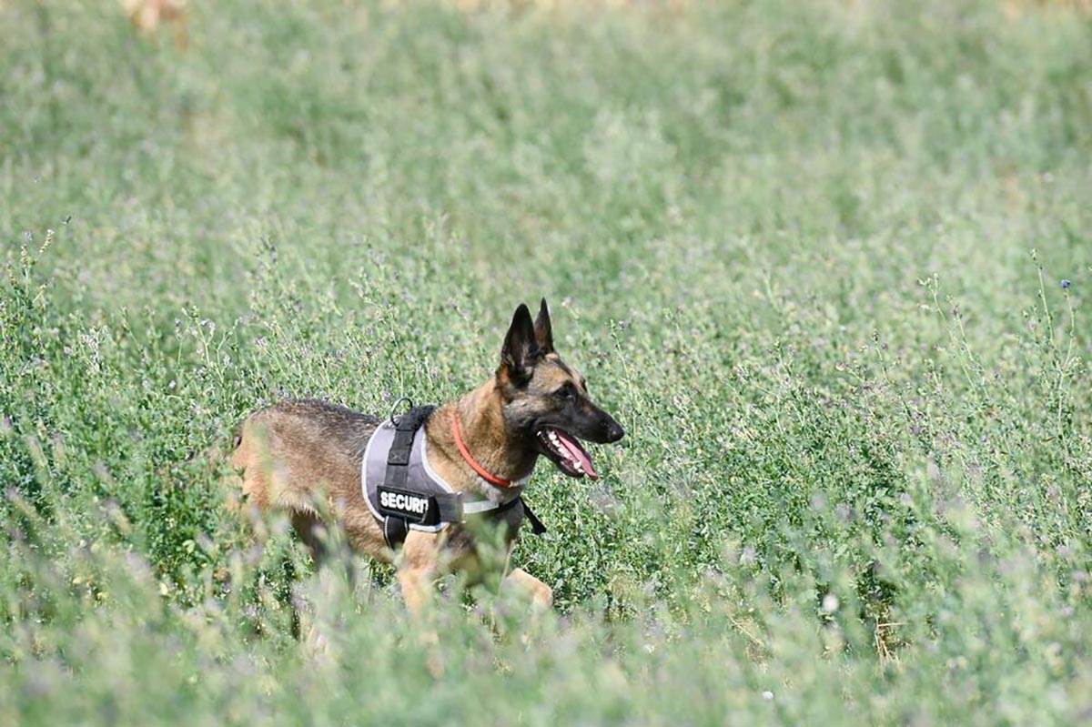 Luka Vuksanović (8).jpg