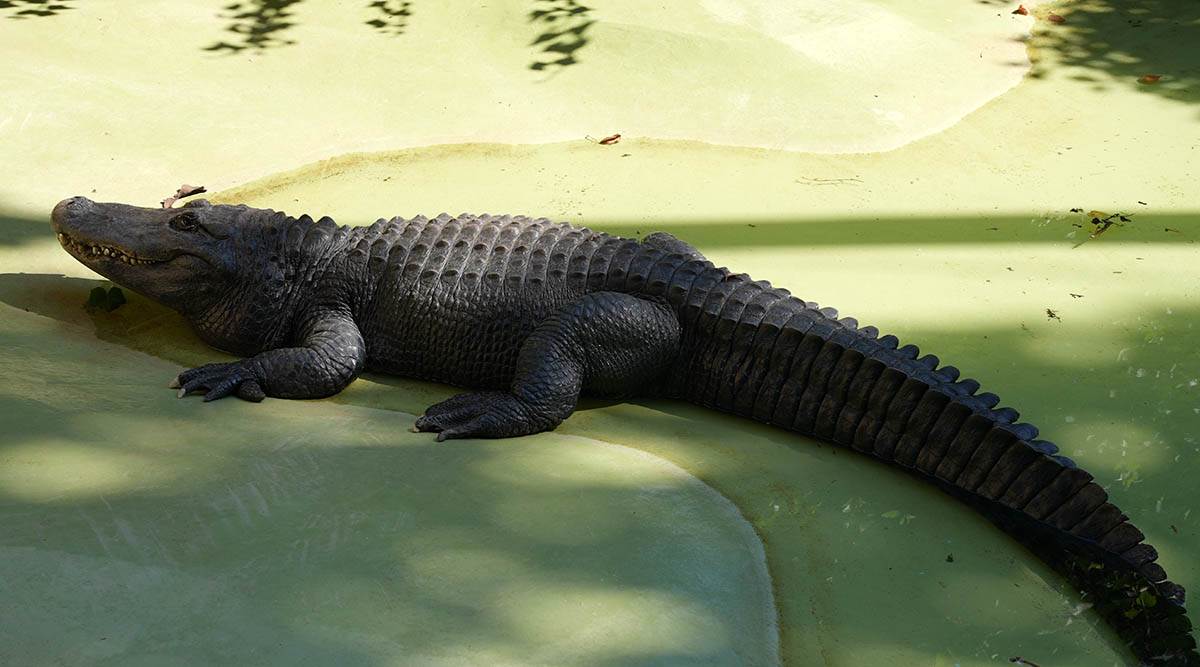 Beogradski zoološki vrt (3).jpg