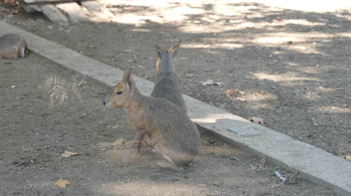 Beogradski zoološki vrt (2).jpg