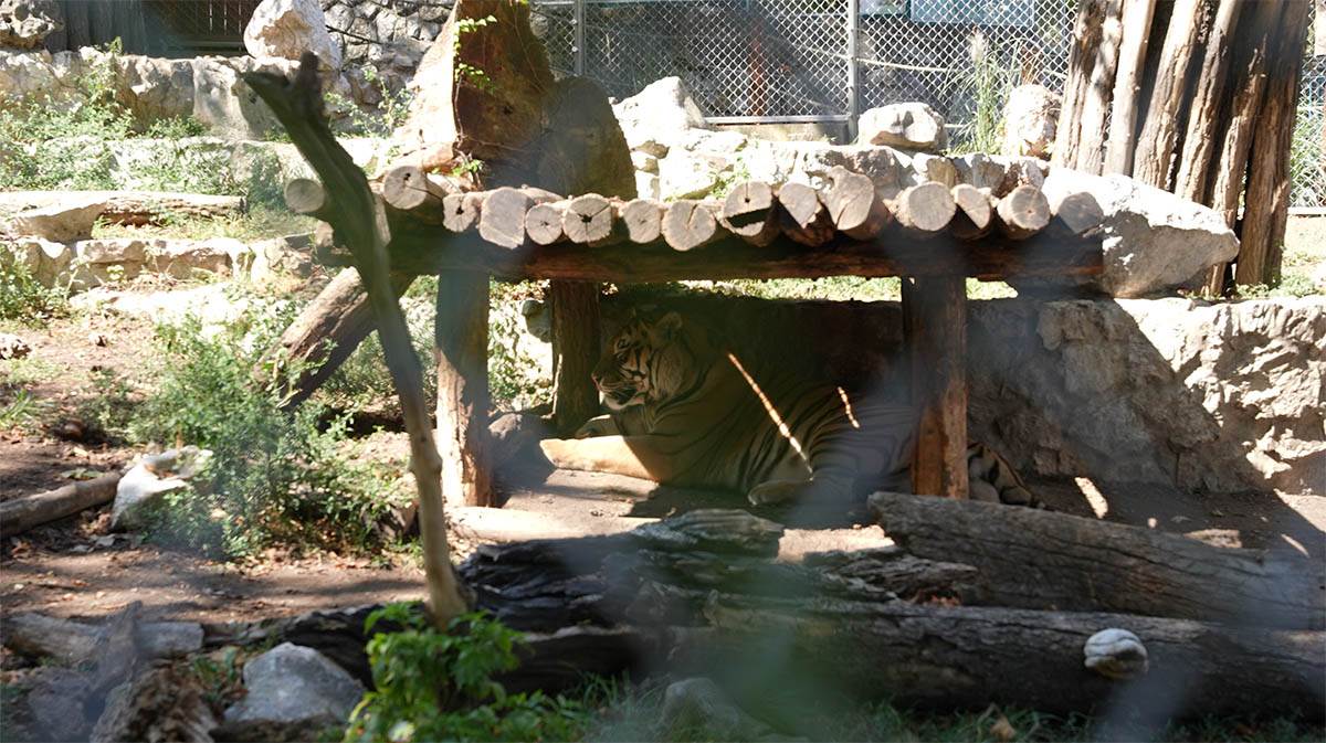 Beogradski zoološki vrt (1).jpg