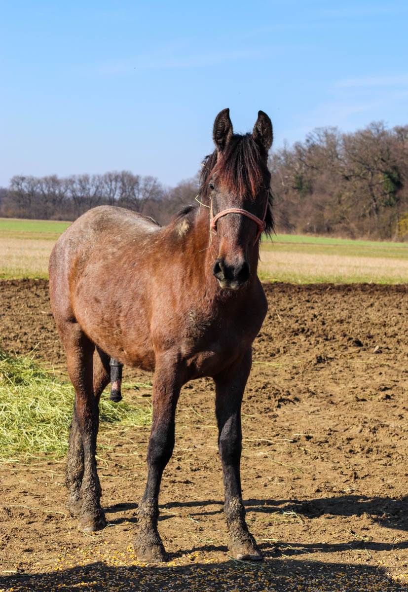 Šta može da se vidi u Bojčinskoj šumi kod Beograda