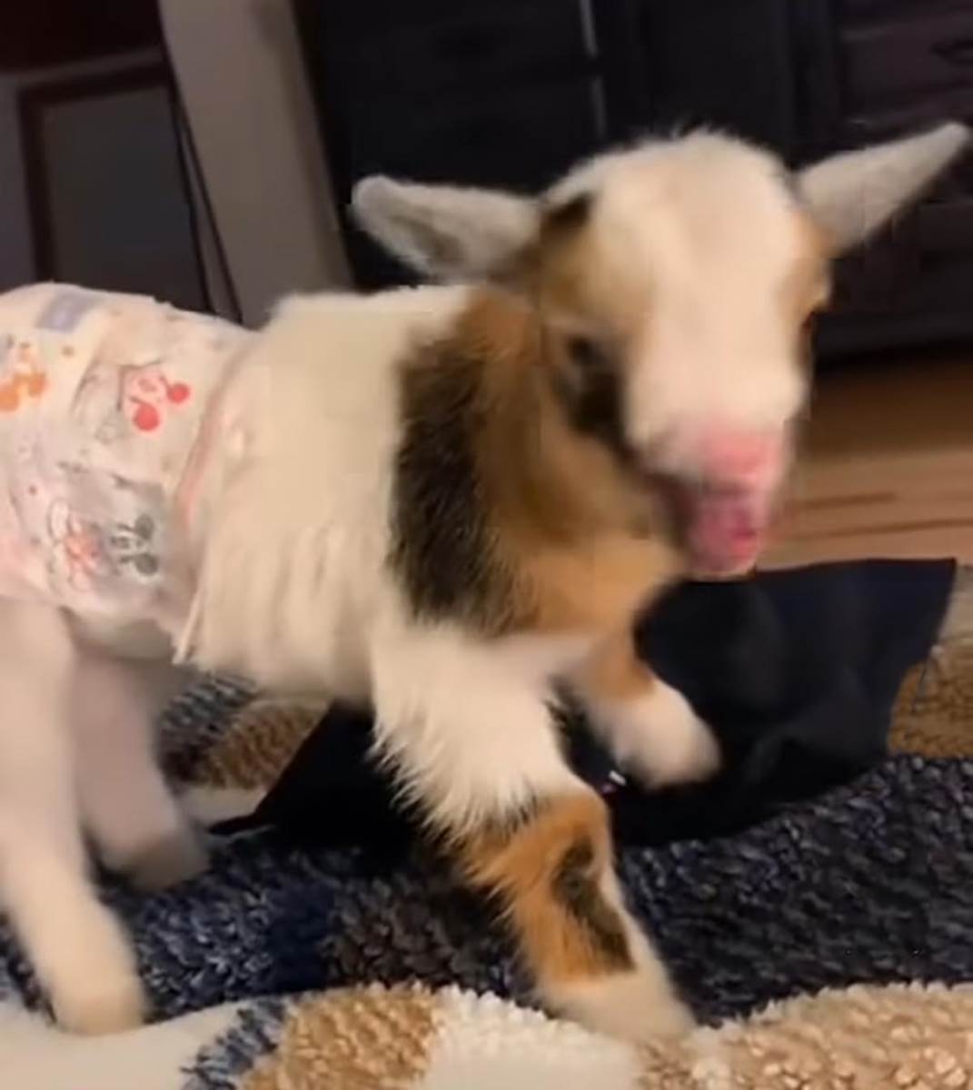 Jare kao kućni ljubimac (3).jpg