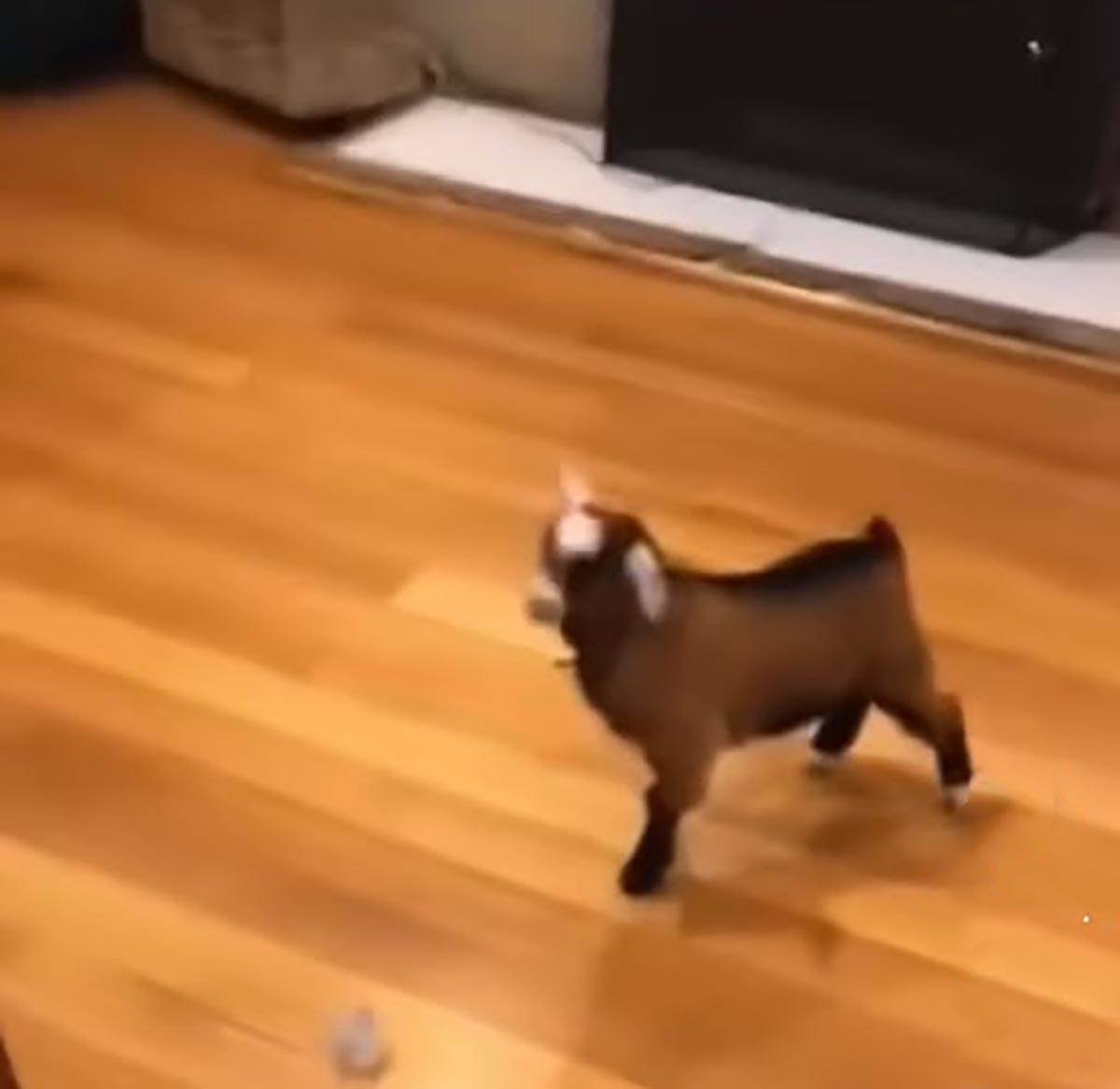 Jare kao kućni ljubimac (4).jpg