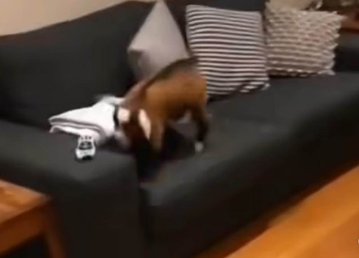 Jare kao kućni ljubimac (5).jpg