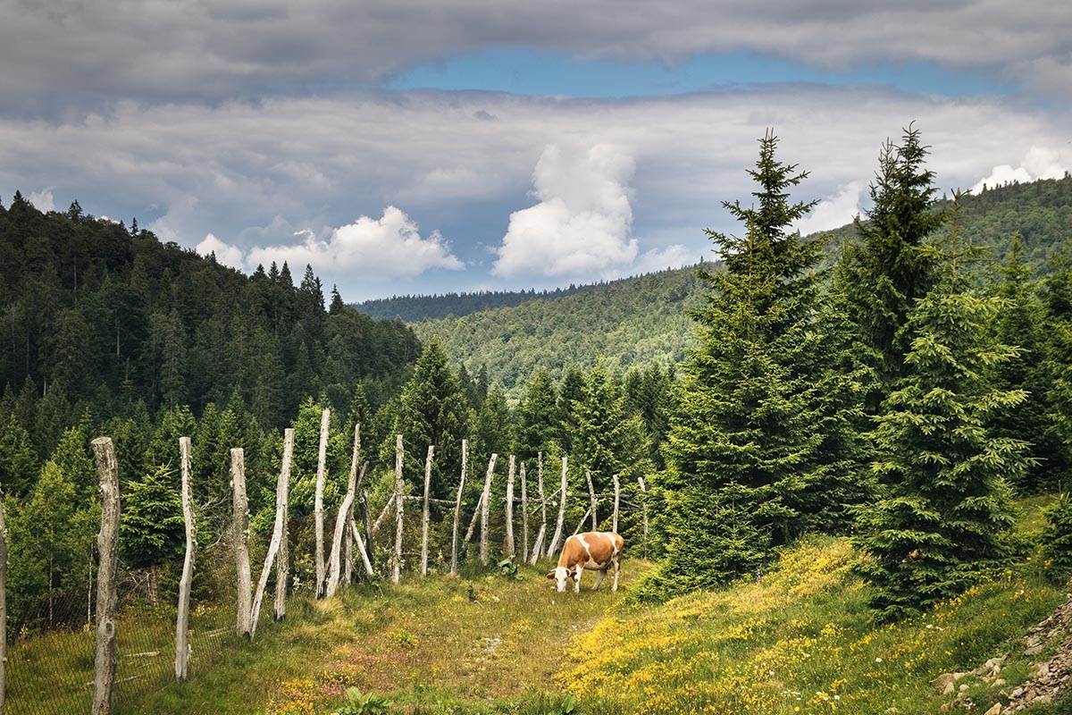 Planina Golija (6).jpg
