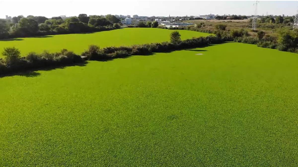 Zeleni tepih na sektoru I jezera Palić (2).jpg