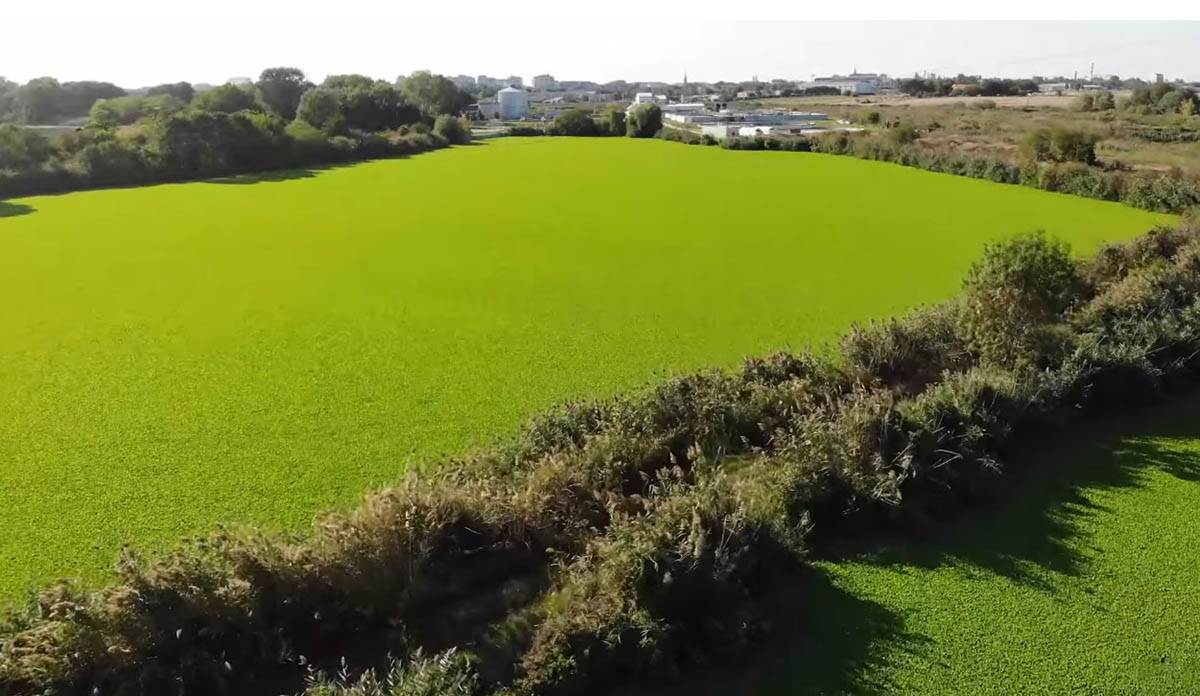 Zeleni tepih na sektoru I jezera Palić (3).jpg