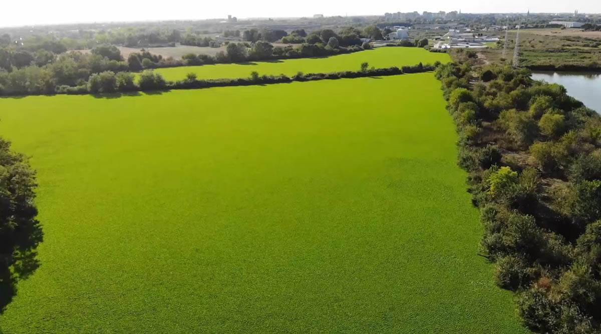 Zeleni tepih na sektoru I jezera Palić (6).jpg