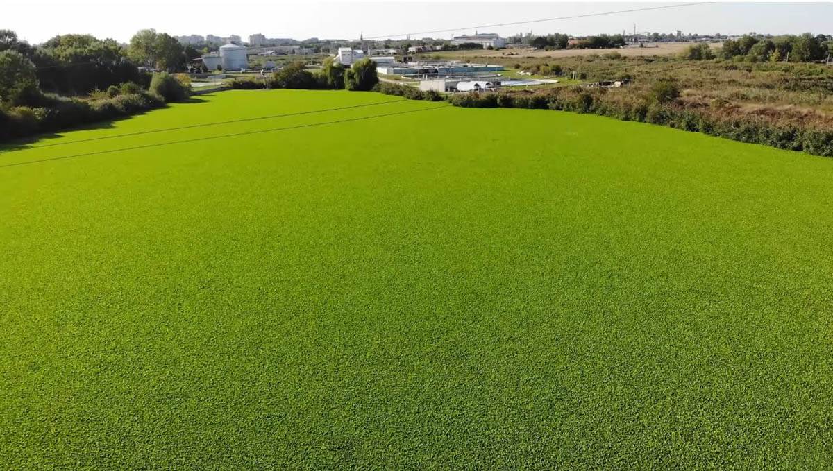 Zeleni tepih na sektoru I jezera Palić (7).jpg