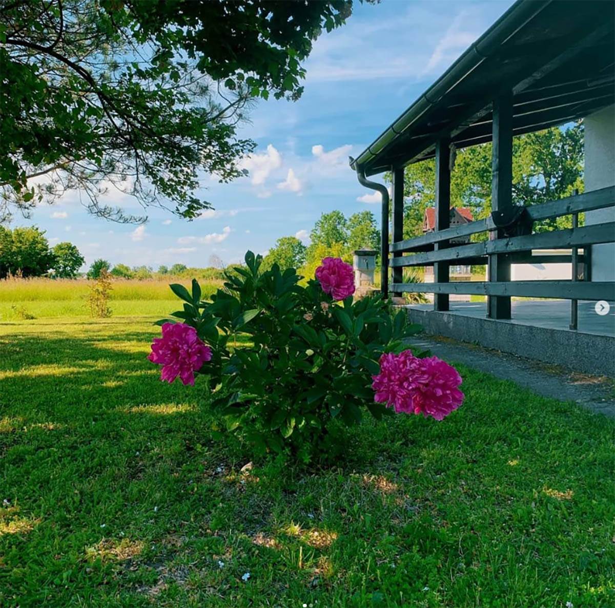 Saša Joksimović (4).jpg