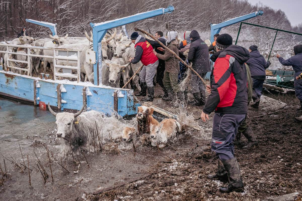 Krčedinska ada evakuacija životinja (6) copy.jpg