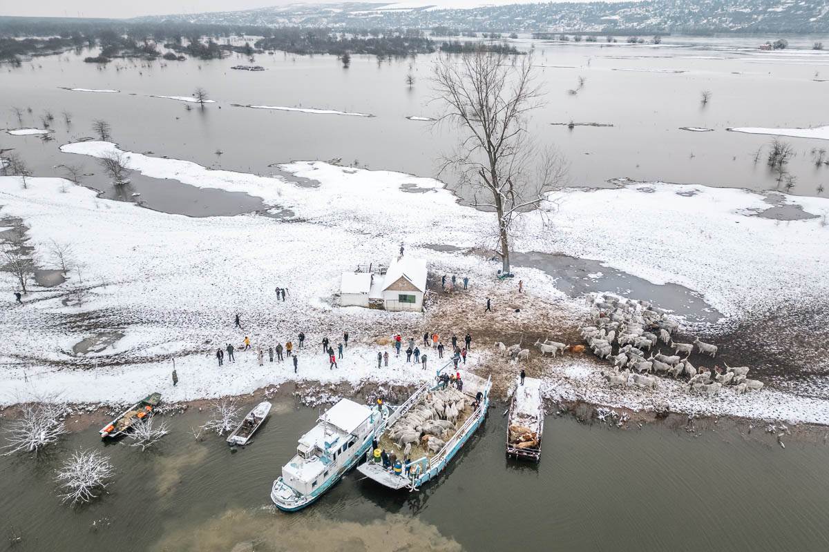 Krčedinska ada evakuacija životinja (7) copy.jpg