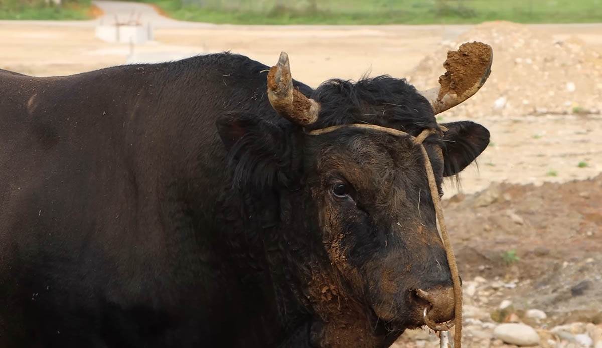 Martina Batista (11).jpg