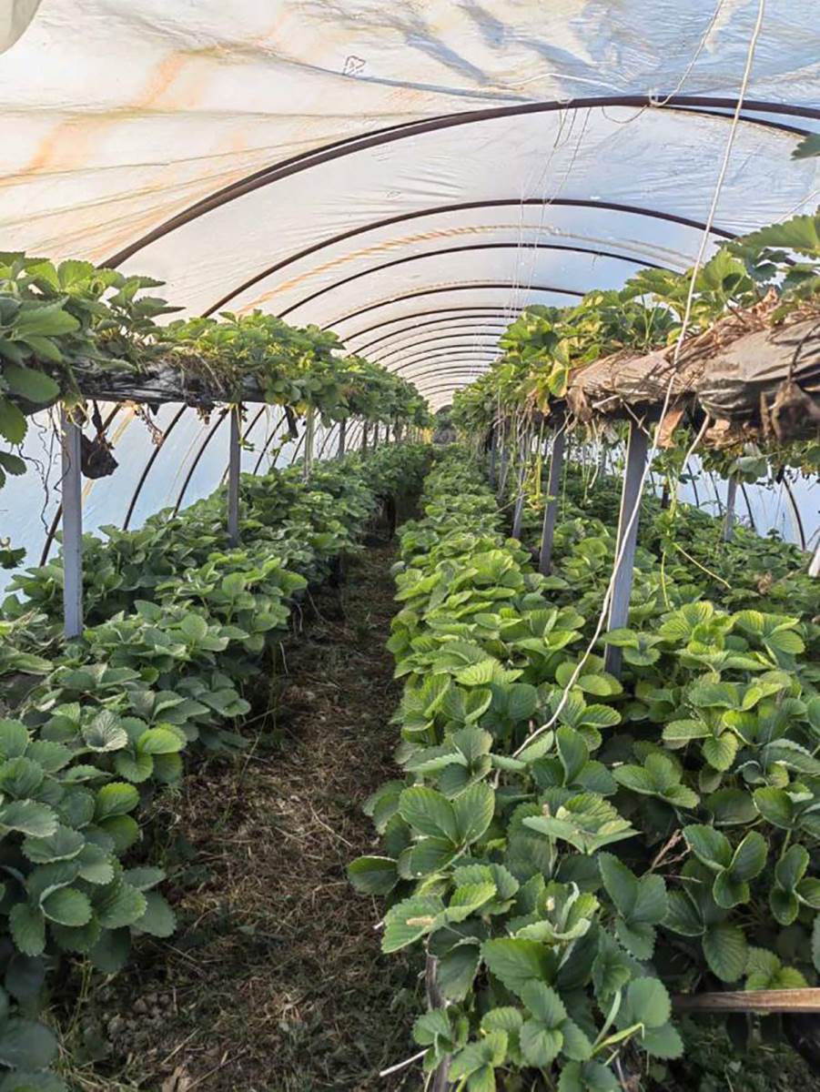 Plastenik jagoda (2).jpg