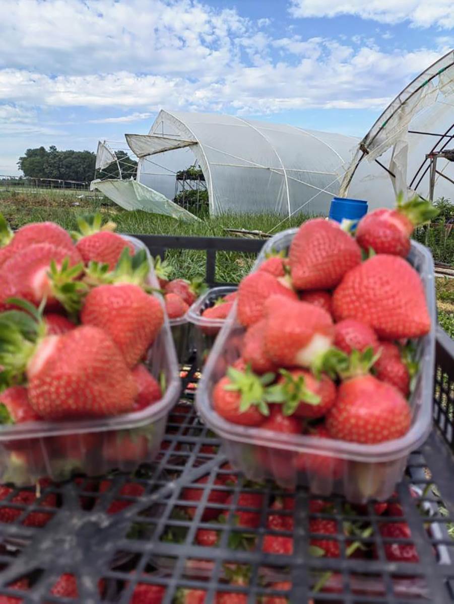 Plastenik jagoda (4).jpg