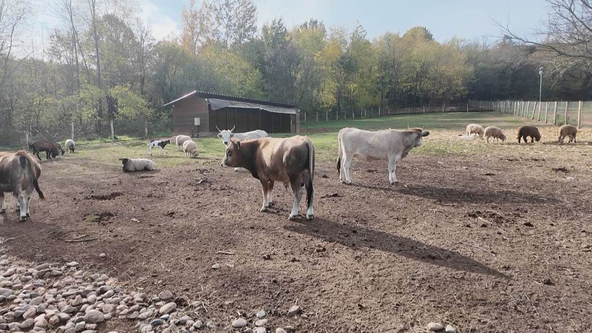 Miloš iz Sisevca (5).jpg