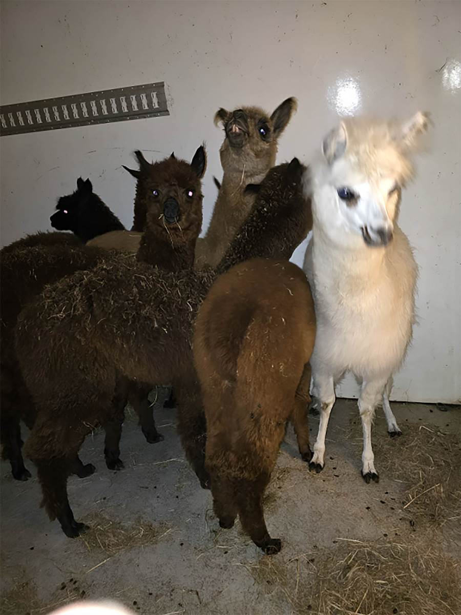 Zaštićene ptice i egzotične lame Horgoš  (5).jpg