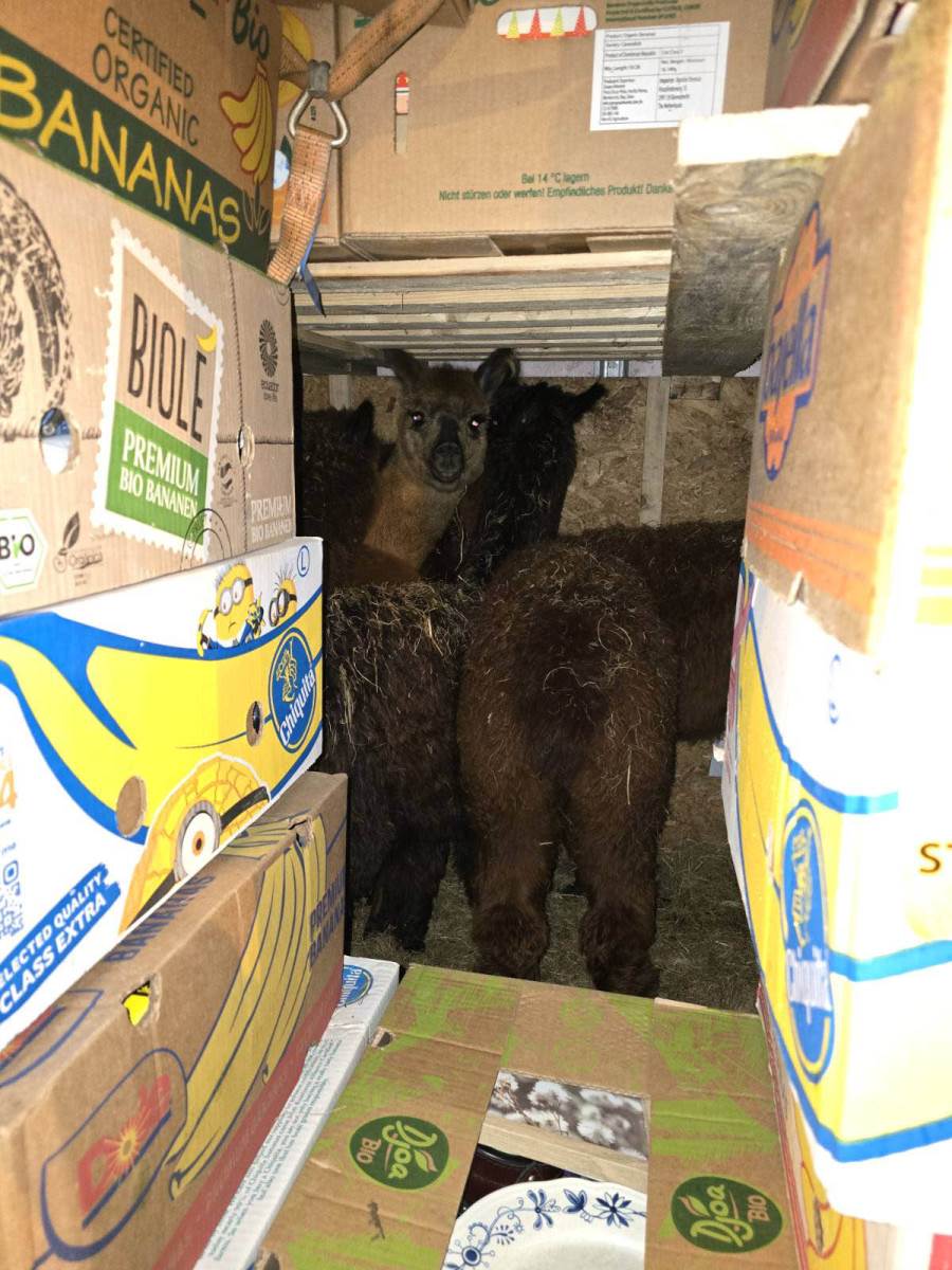 Zaštićene ptice i egzotične lame Horgoš  (6).jpg