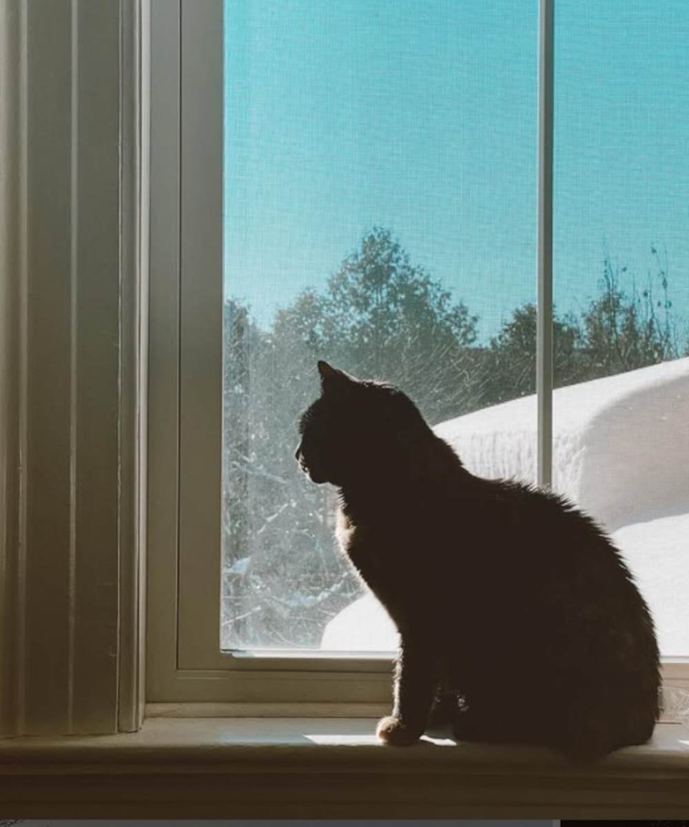 Samanta Rouz Boldvin mačka.jpg