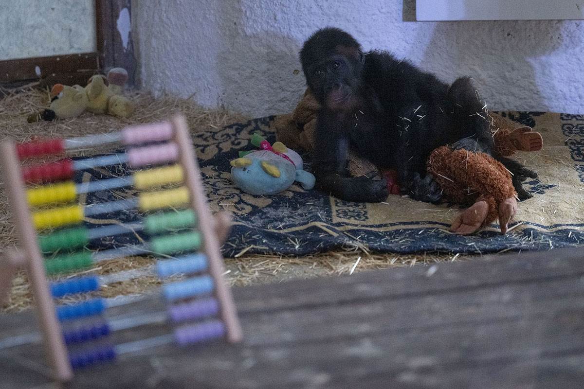 Beba gorila (1).jpg