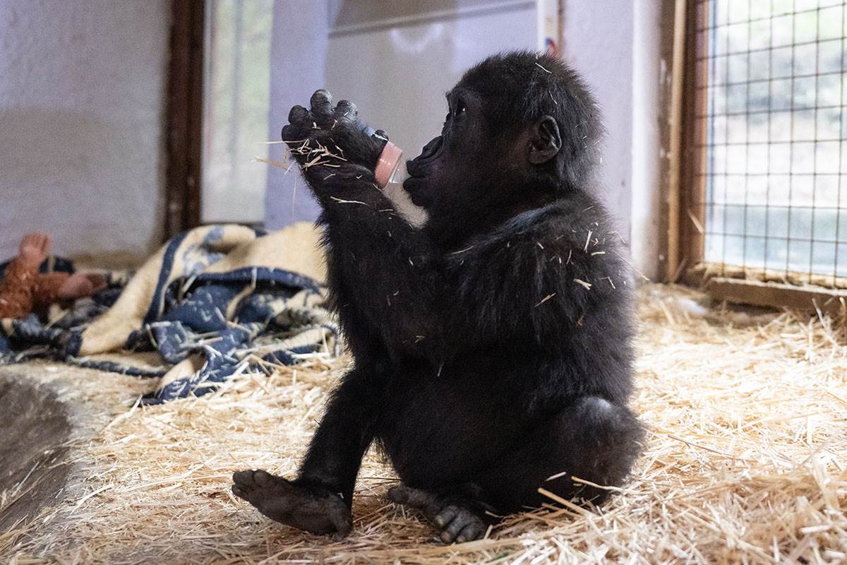 Beba gorila (4).jpg