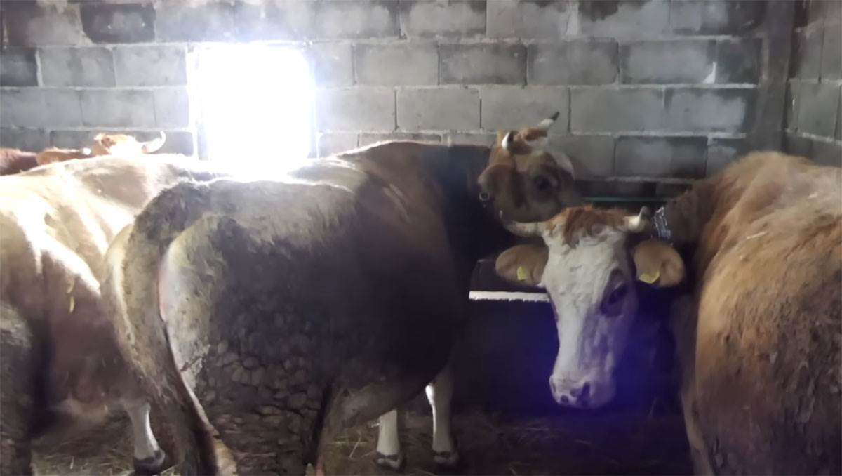 Samin Muslimović (4).jpg