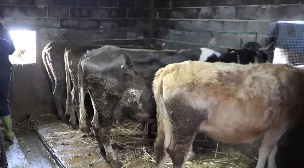 Samin Muslimović (6).jpg