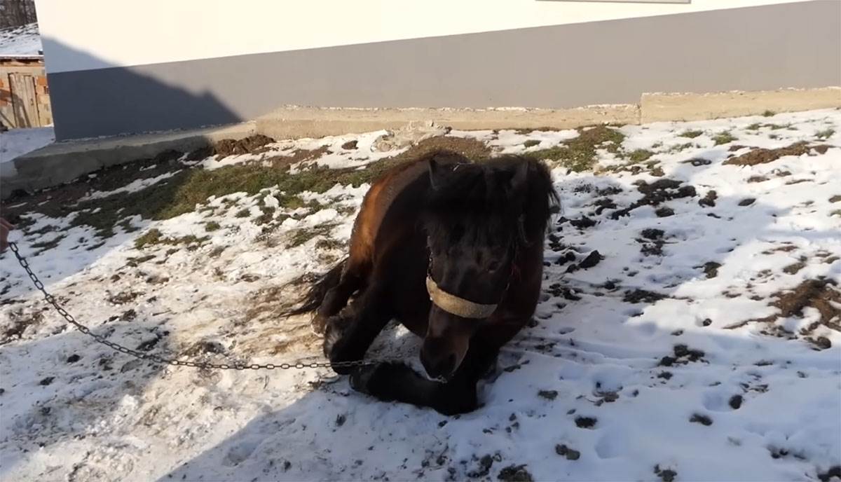 Samin Muslimović (9).jpg